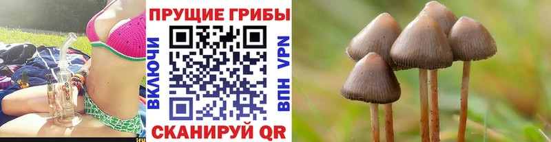Псилоцибиновые грибы Psilocybe  Волжск 